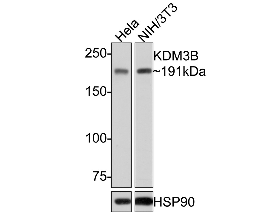 HA750508_1.jpg
