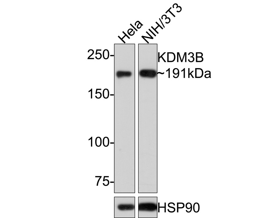 HA750509_1.jpg