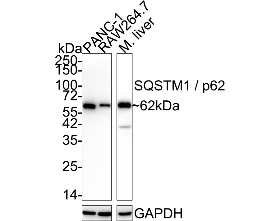 HA750510_2.jpg