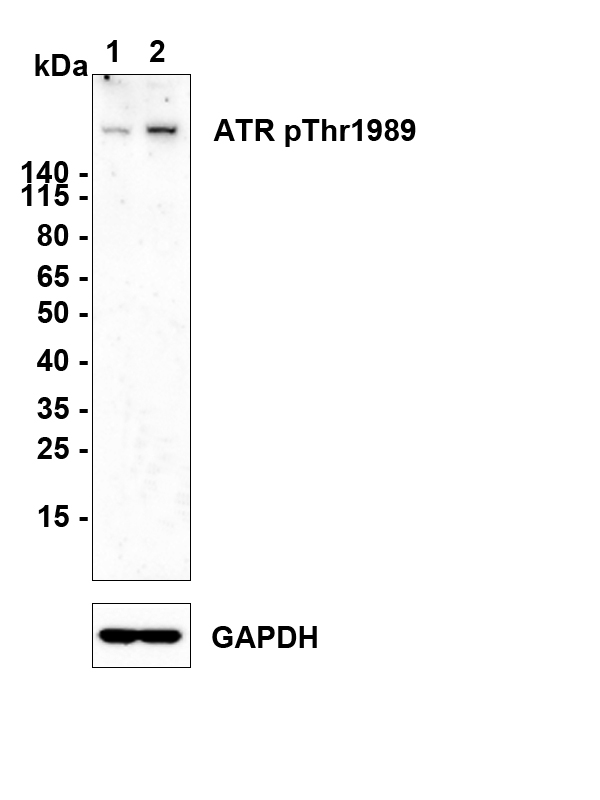 HA750524_1.jpg