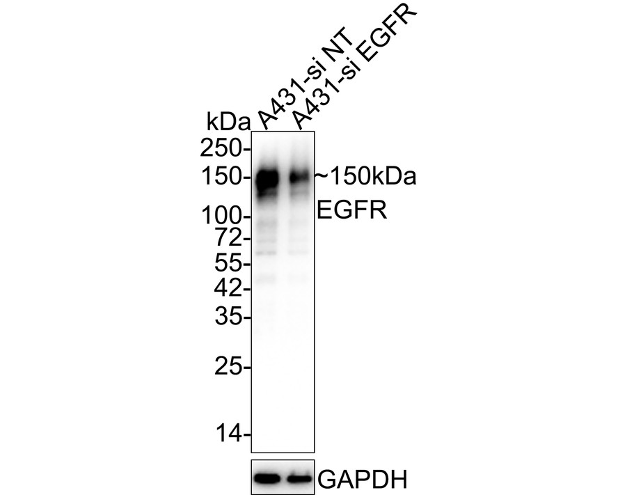 HA750550_4.jpg