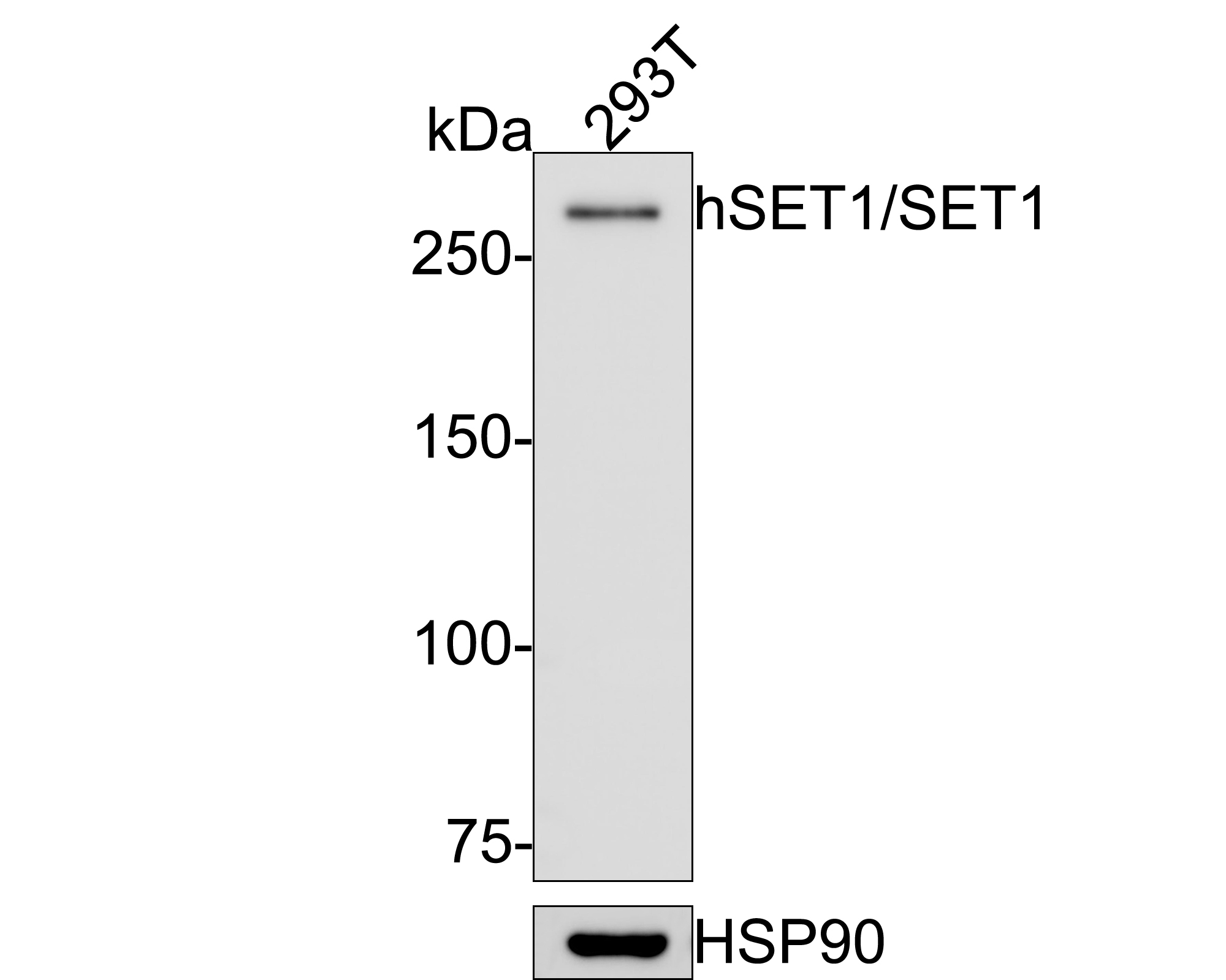 HA750556_1.jpg