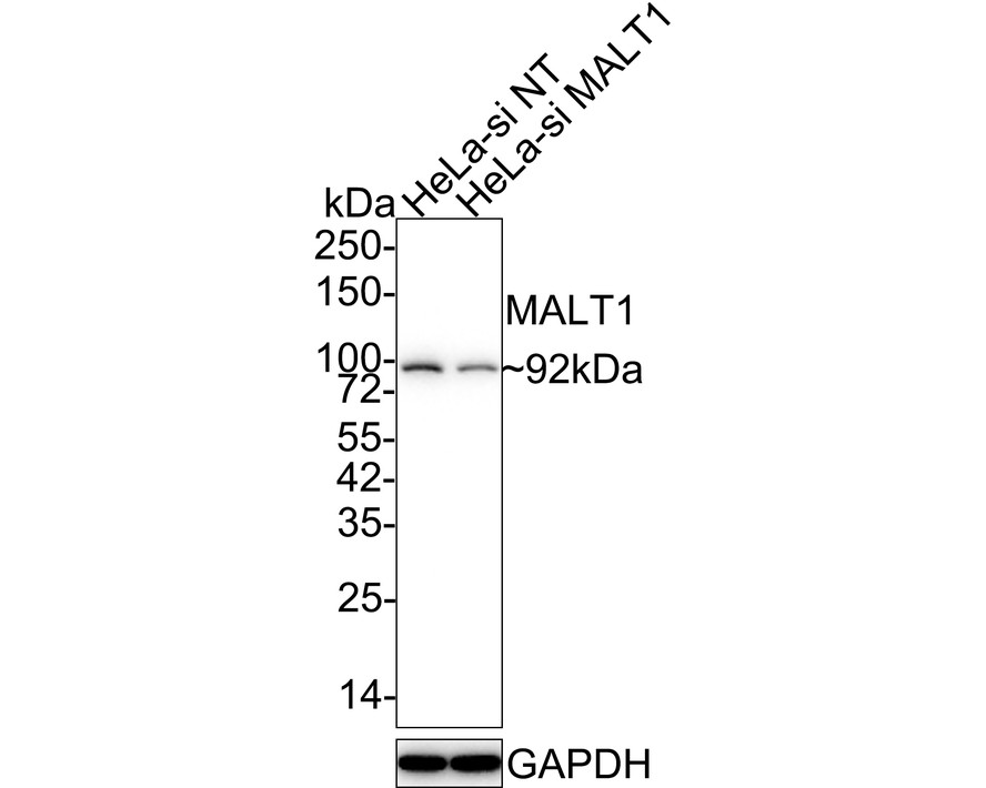 HA750563_5.jpg