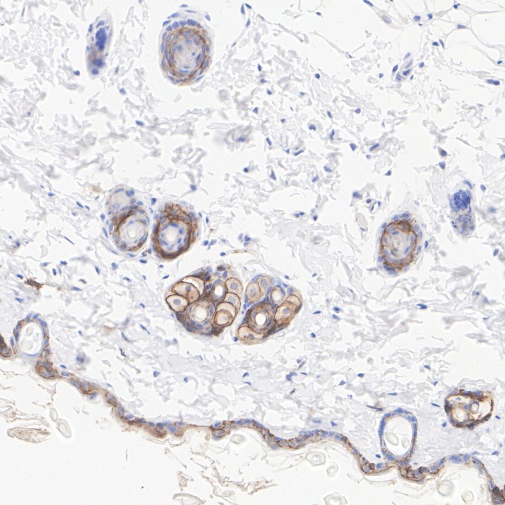 HA750567_7.jpg