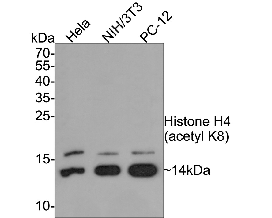 HA750568_1.jpg
