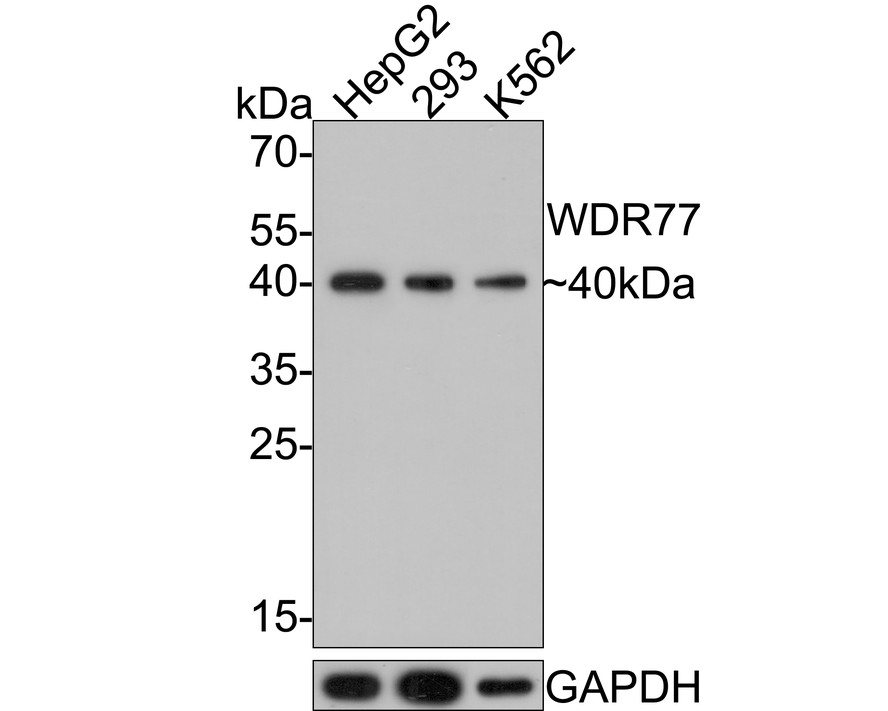 HA750576_1.jpg
