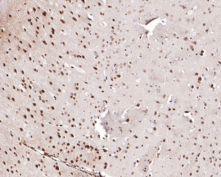 HA750576_4.jpg