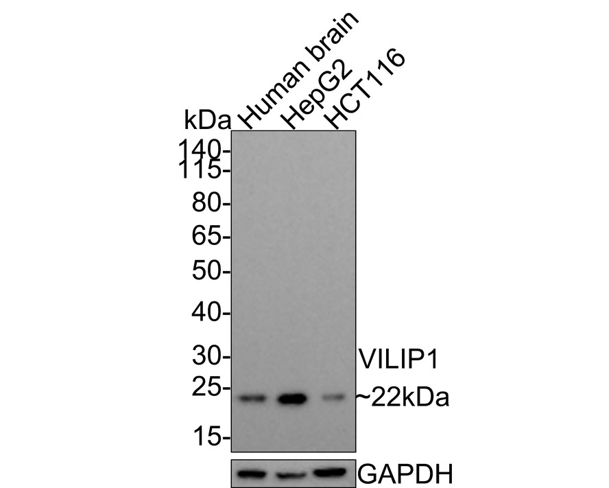 HA750577_1.jpg