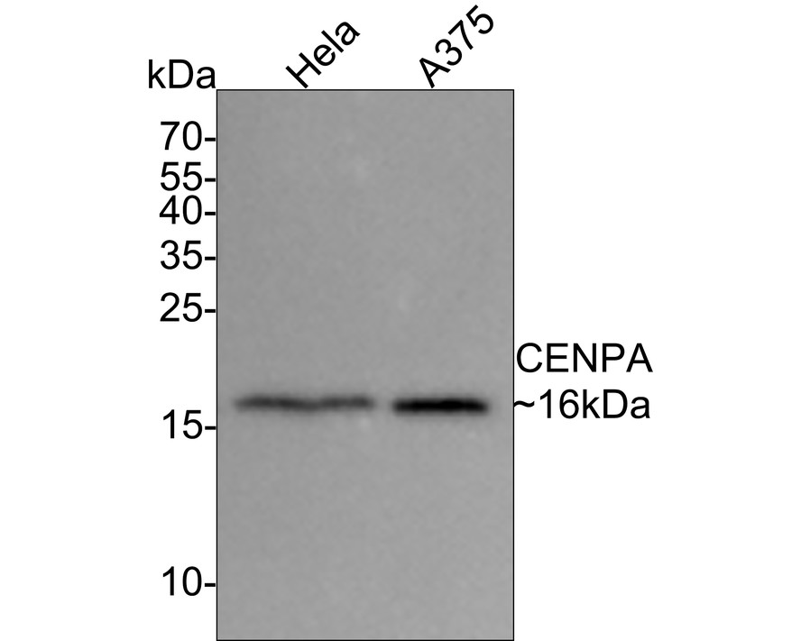 HA750578_1.jpg