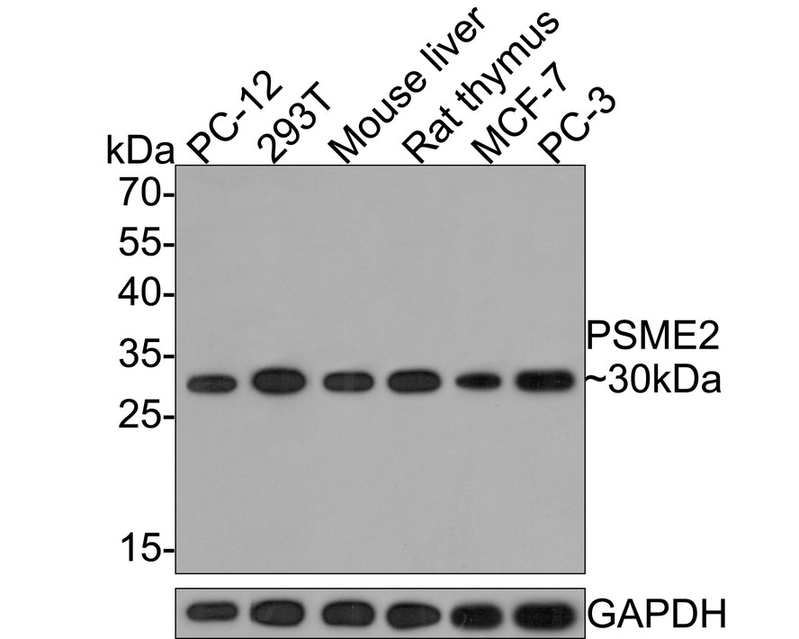 HA750579_2.jpg