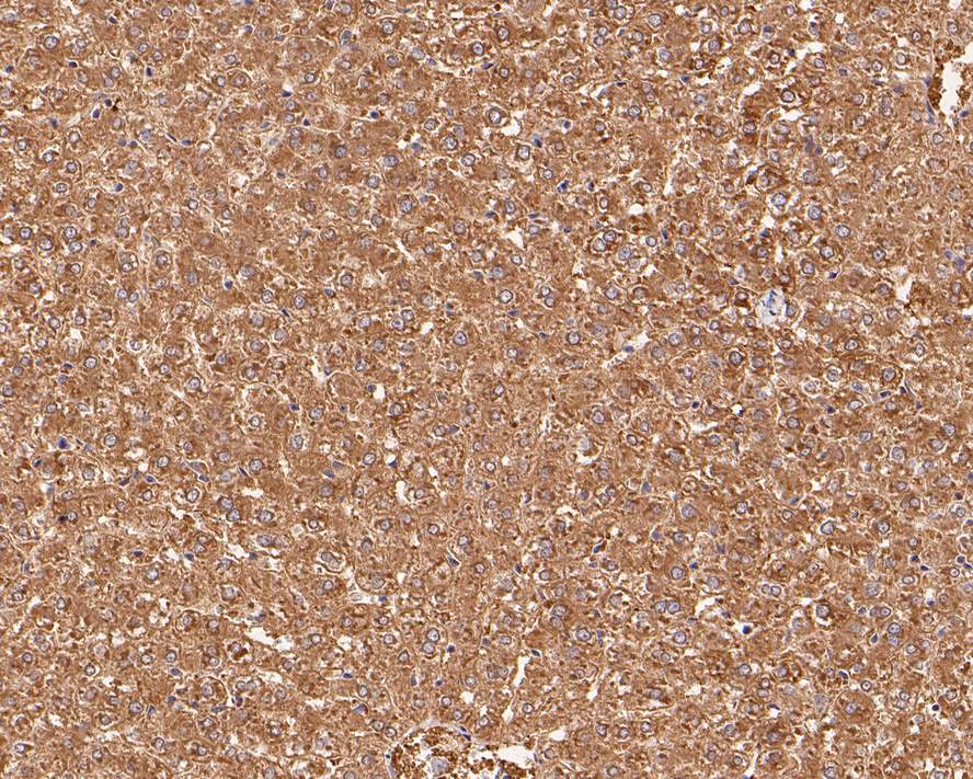 HA750589_2.jpg