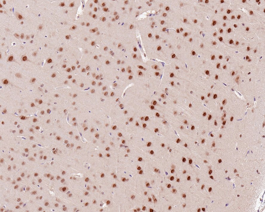 HA750596_4.jpg