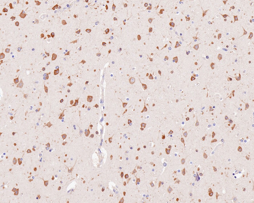 HA750597_2.jpg