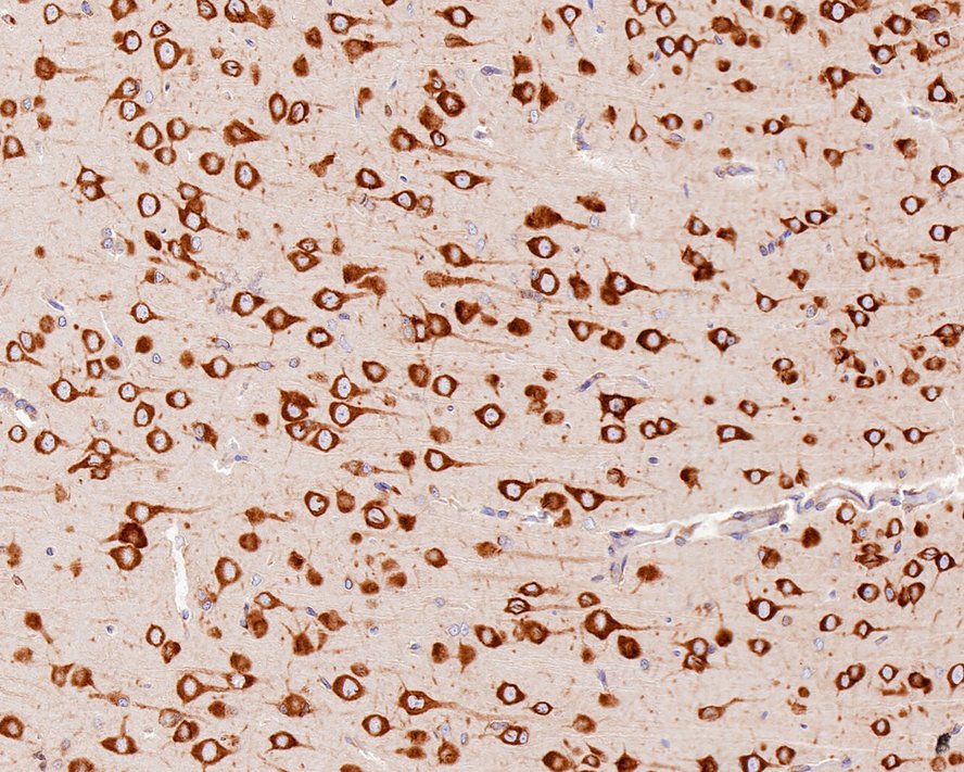 HA750597_5.jpg