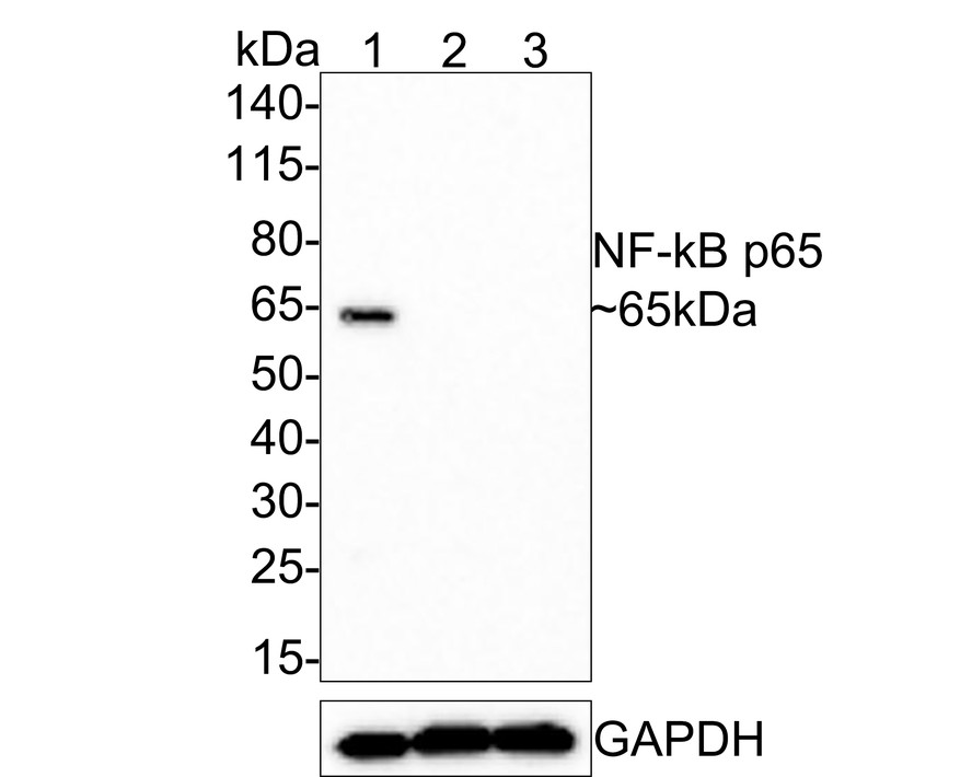 HA750601_1.jpg