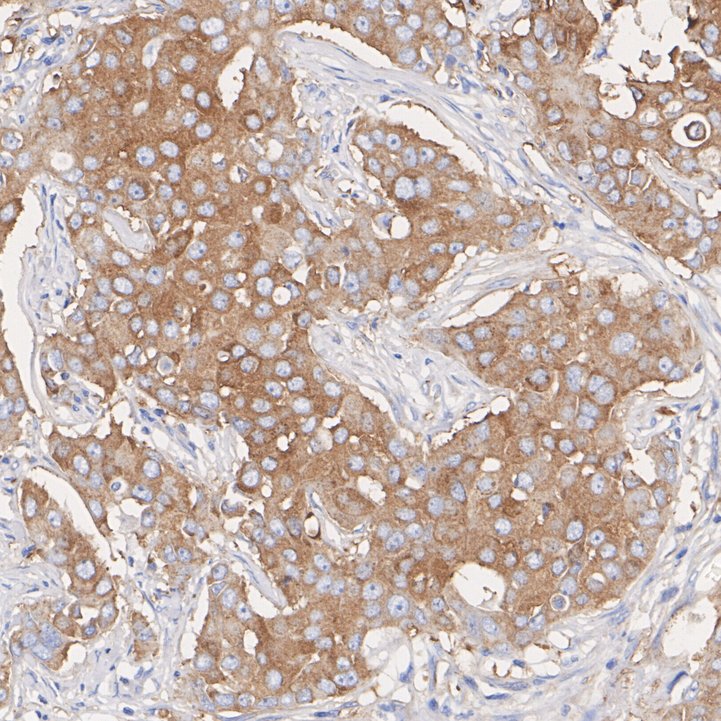 HA750601_3.jpg