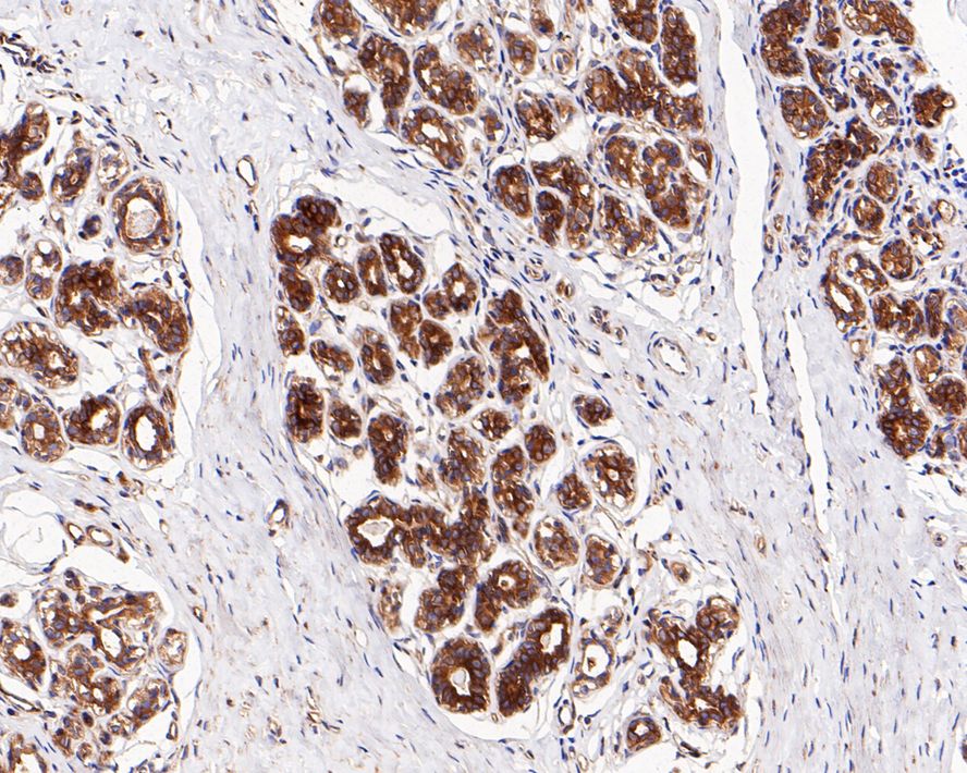 HA750601_4.jpg