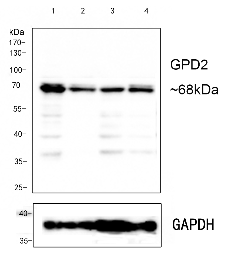 HA750605_1.png