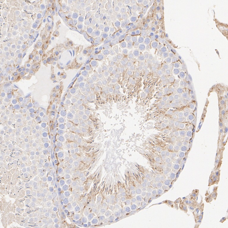 HA750606_14.jpg