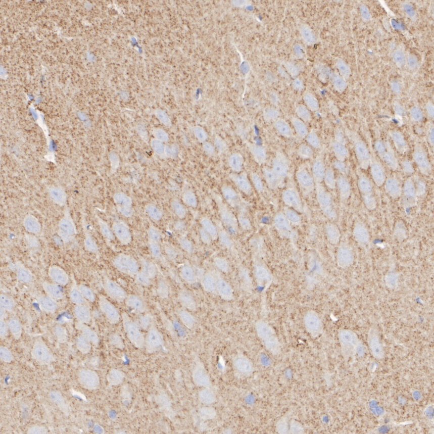 HA750606_8.jpg