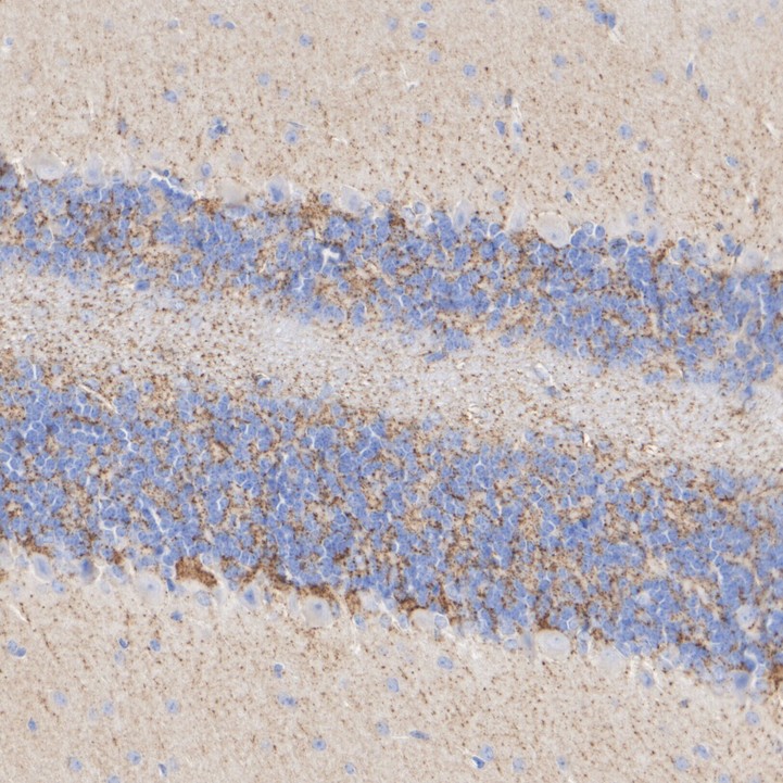 HA750606_9.jpg