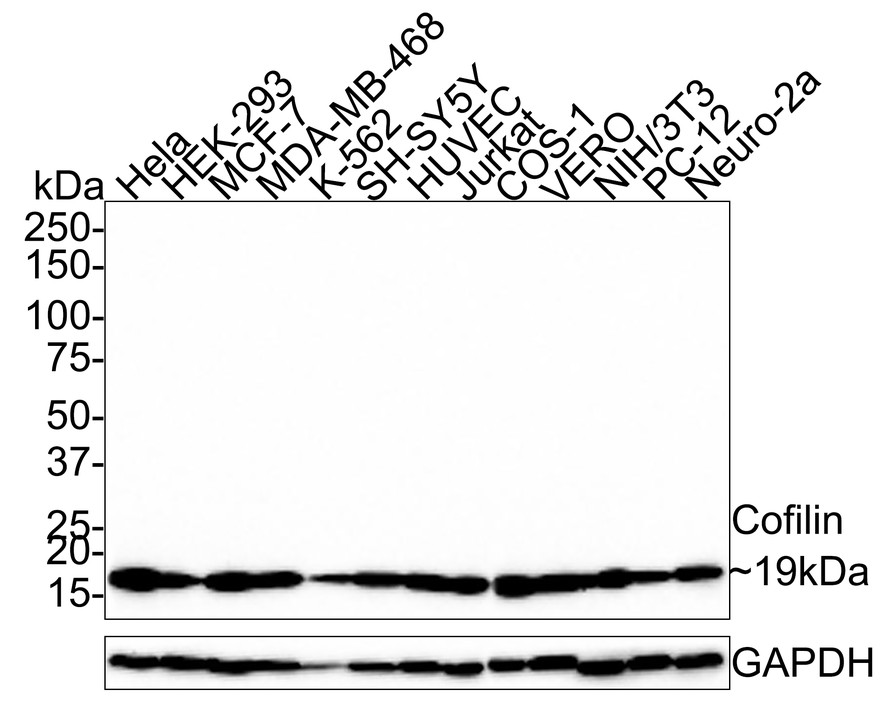 HA750613_1.jpg