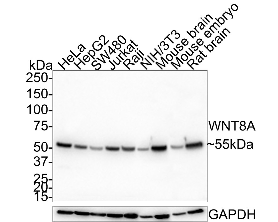 HA750617_1.jpg