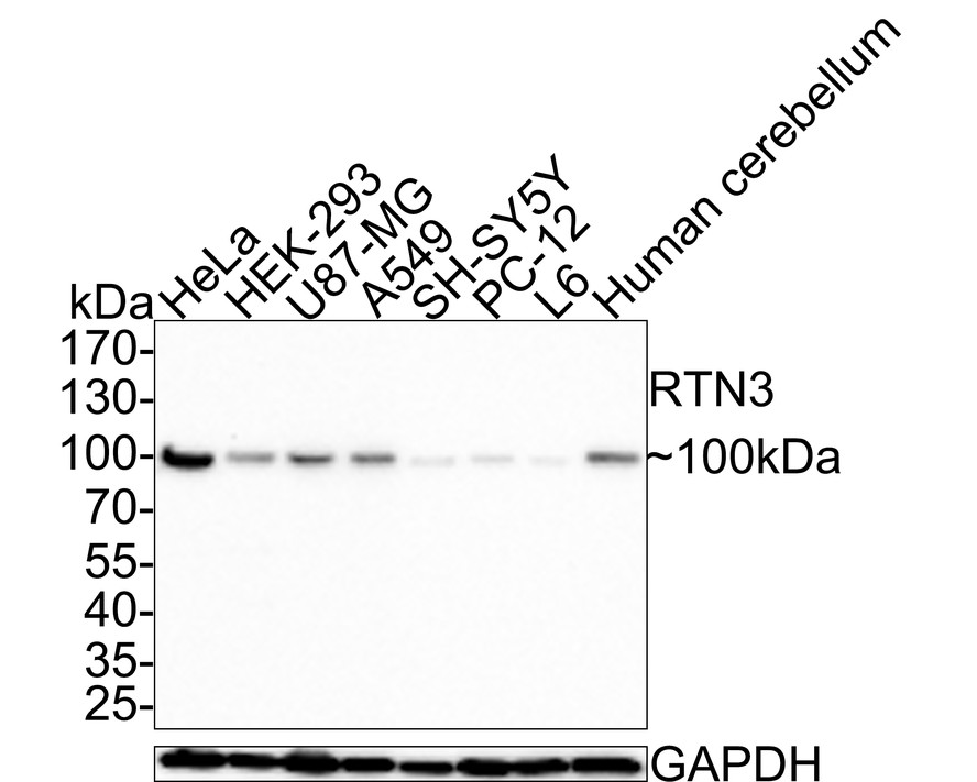 HA750618_1.jpg