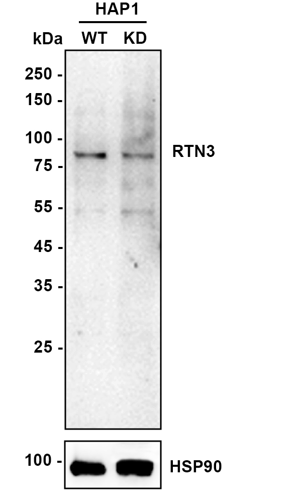 HA750618_2.jpg