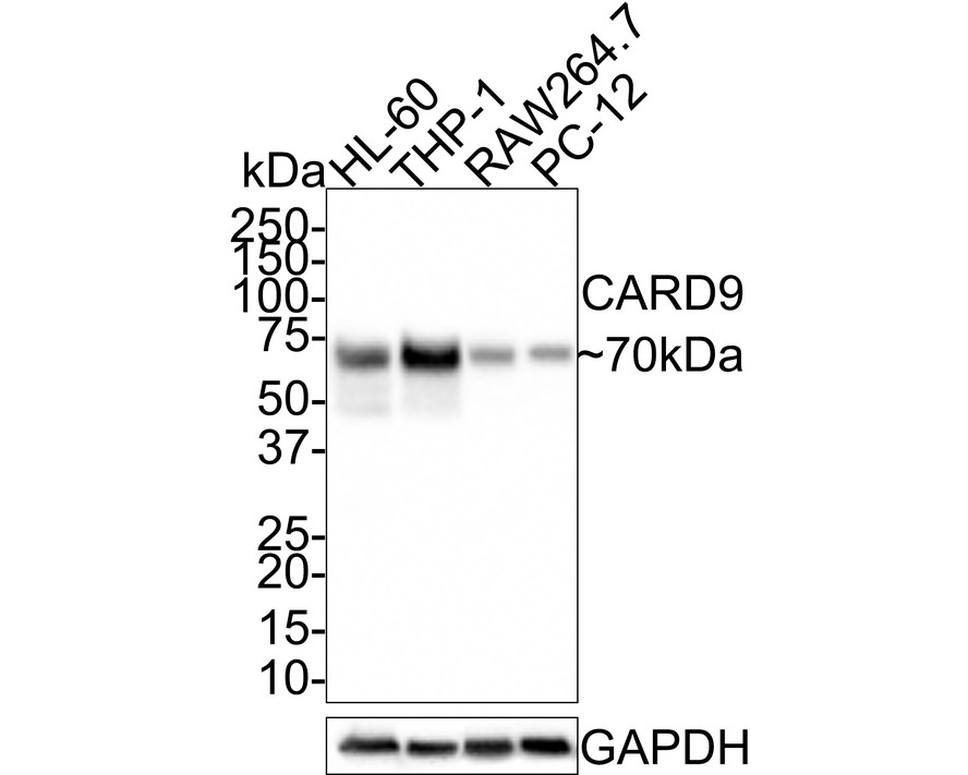 HA750619_1.jpg