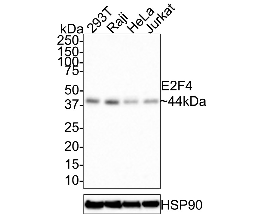 HA750625_1.jpg
