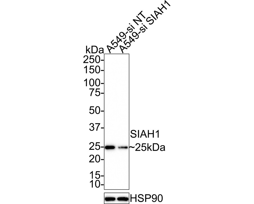 HA750626_2.jpg