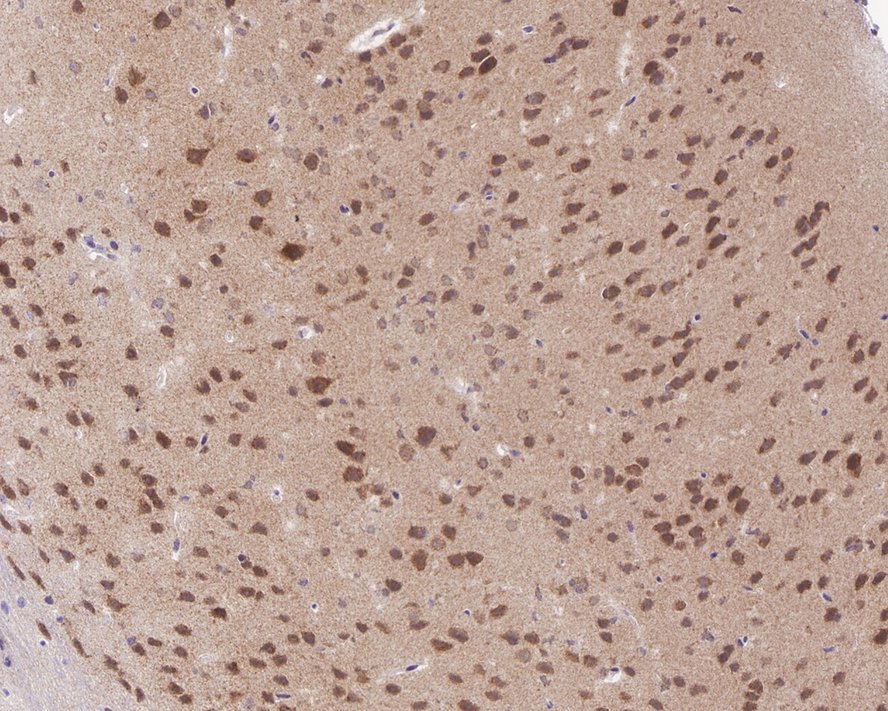 HA750626_5.jpg