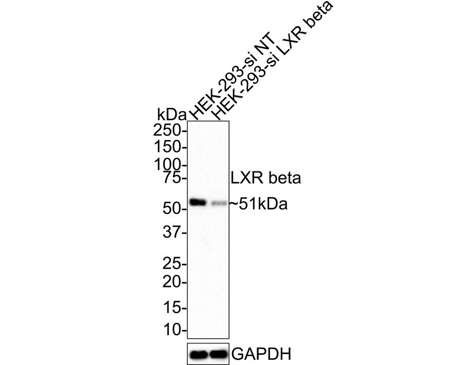 HA750633_4.jpg