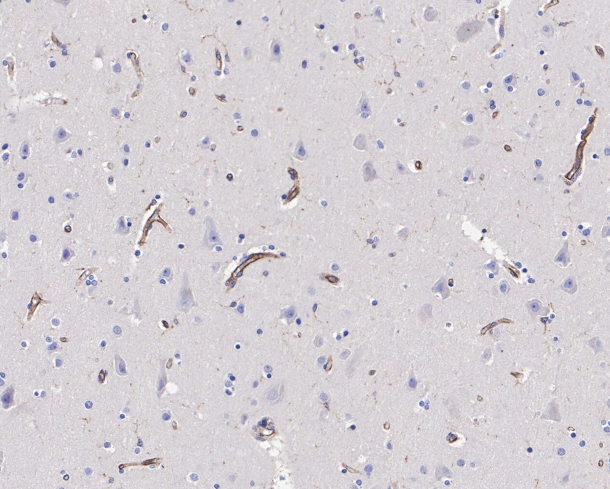 HA750642_2.jpg