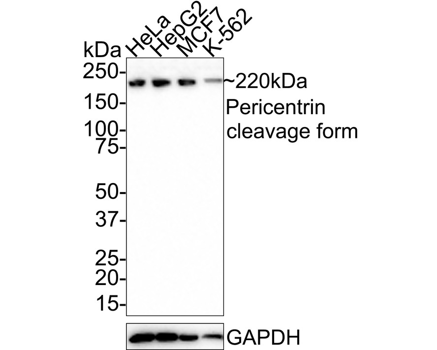 HA750643_1.jpg