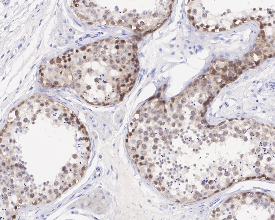 HA750646_2.jpg