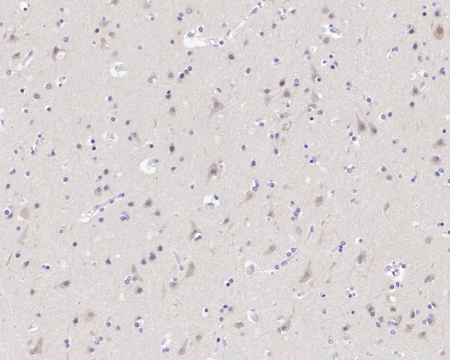 HA750646_3.jpg