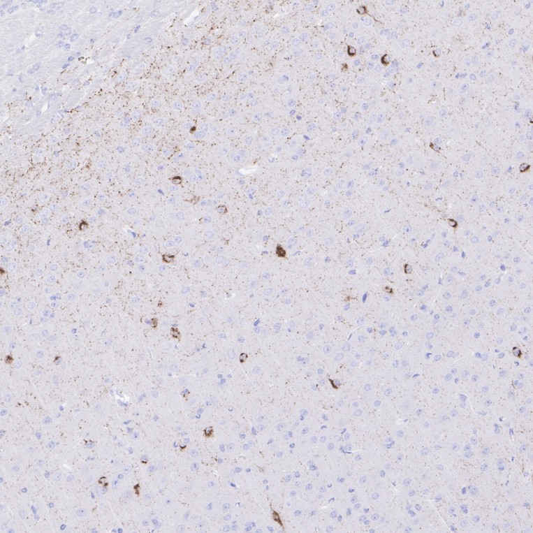 HA750648_7.jpg