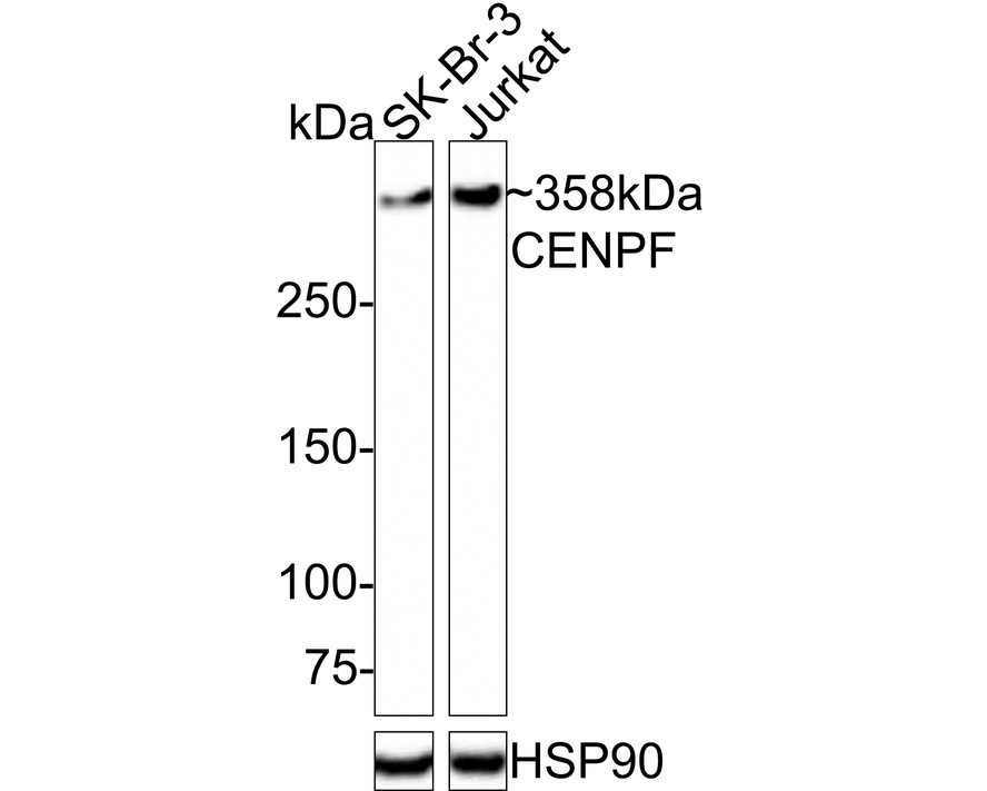 HA750659_1.jpg