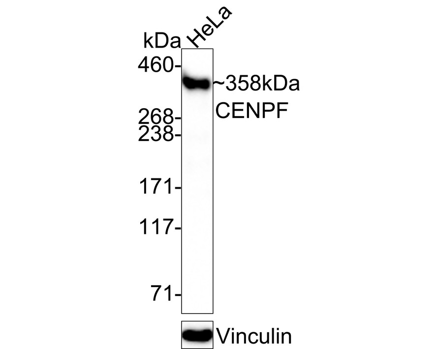 HA750659_2.jpg