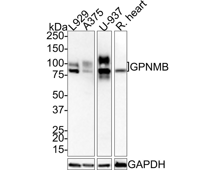 HA750662_1.jpg
