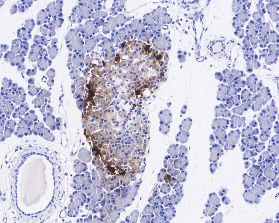 HA750664_6.jpg