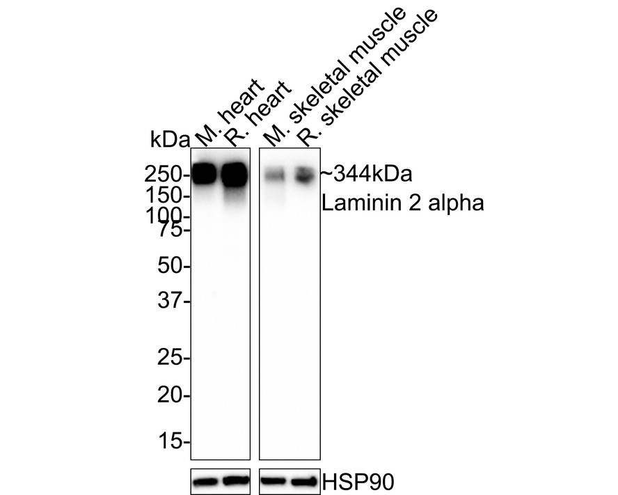 HA750674_1.jpg