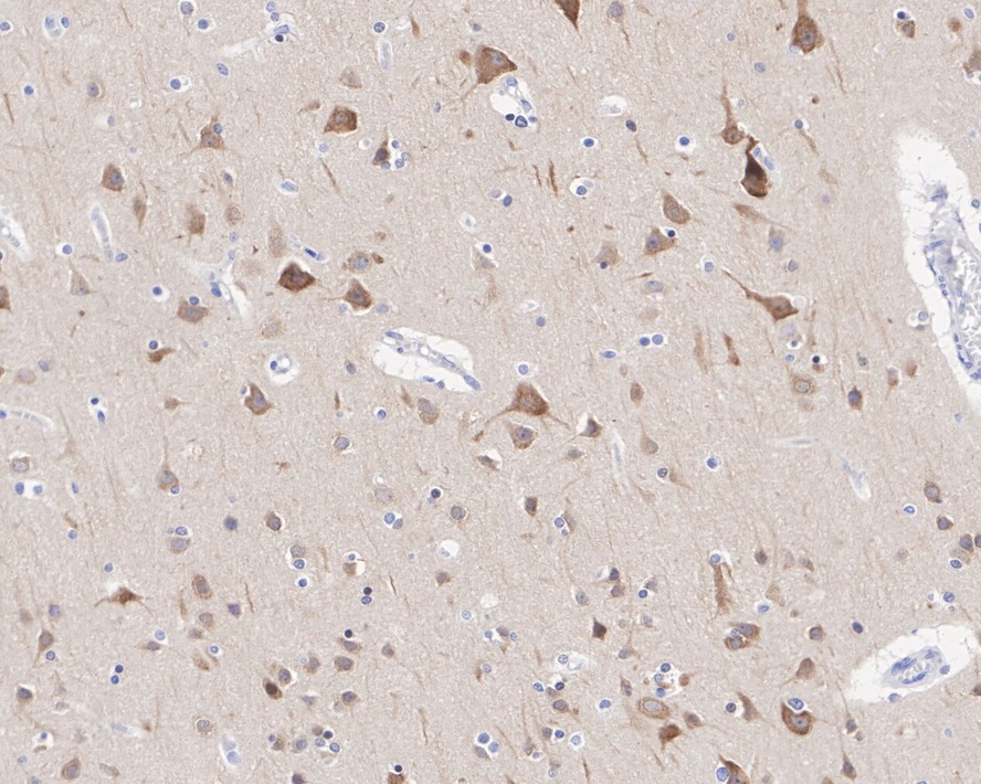 HA750680_2.jpg