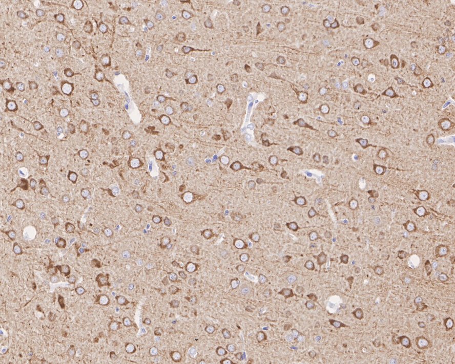 HA750680_4.jpg