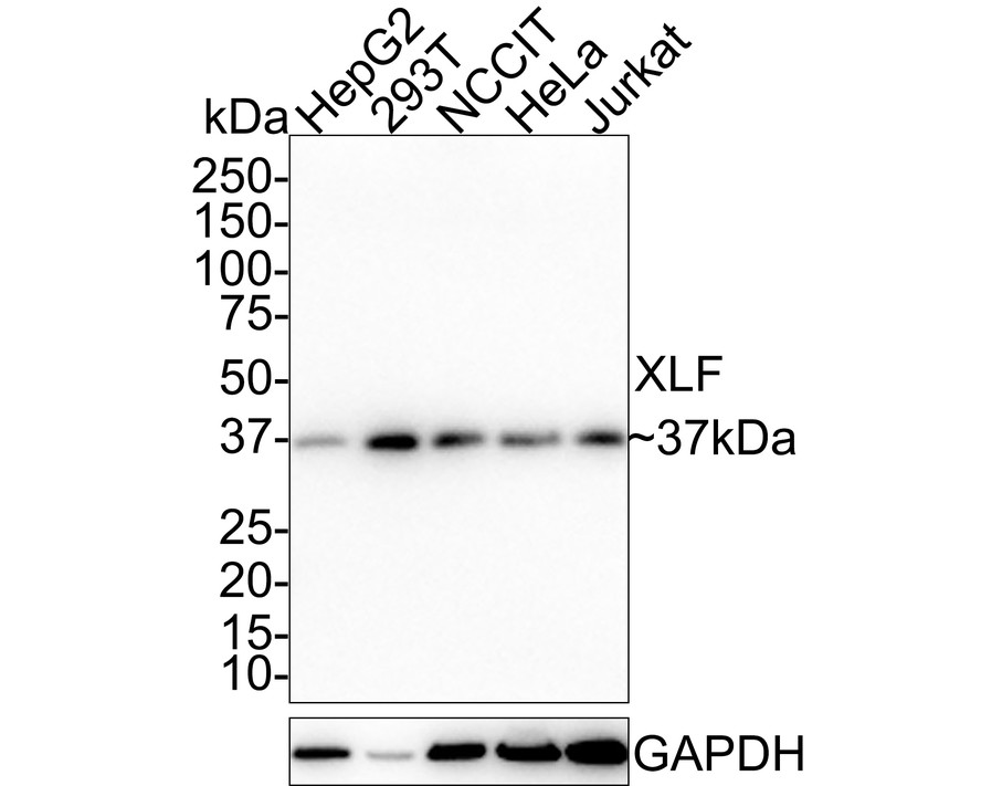 HA750682_1.jpg