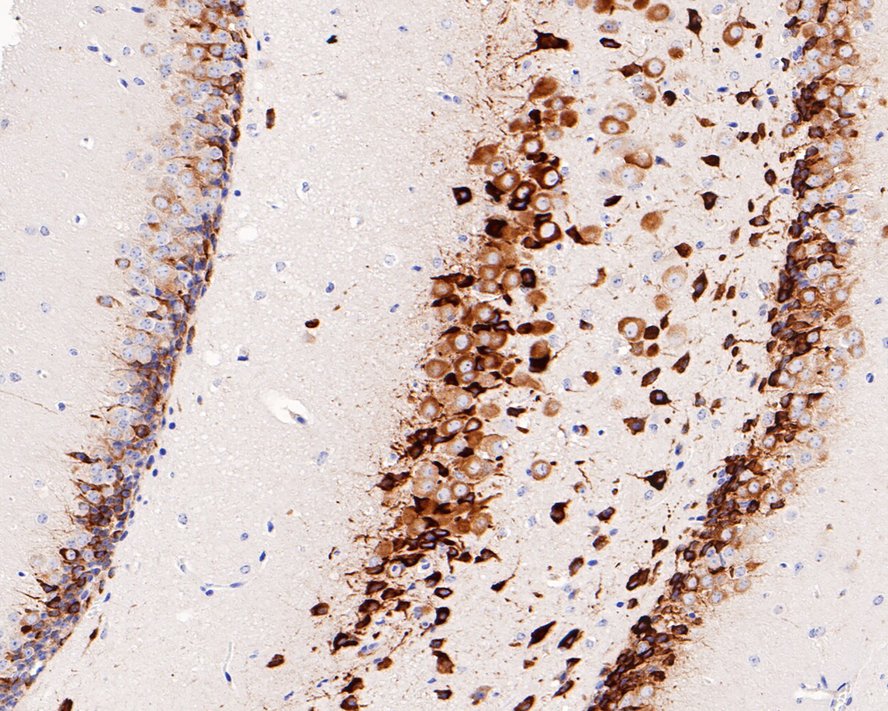 HA750684_4.jpg