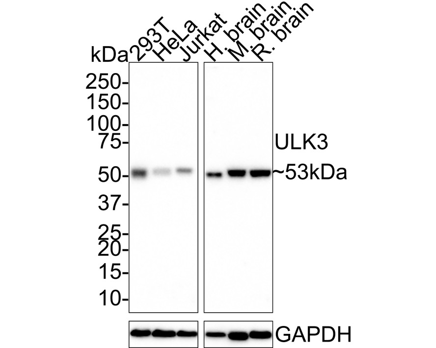 HA750685_1.jpg
