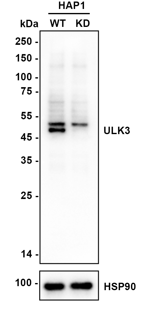 HA750685_2.jpg
